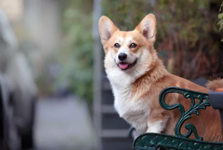 Animal corgi HD Desktop Wallpaper | Background Image