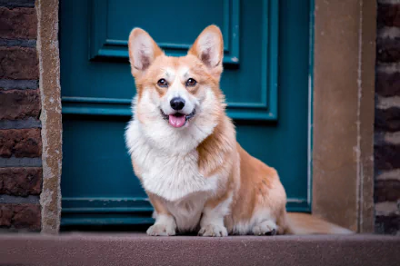 Animal corgi HD Desktop Wallpaper | Background Image