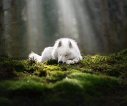 Animal samoyed HD Desktop Wallpaper | Background Image