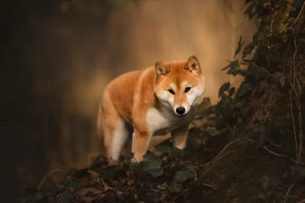 Animal shiba inu HD Desktop Wallpaper | Background Image