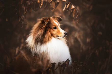Animal shetland sheepdog HD Desktop Wallpaper | Background Image