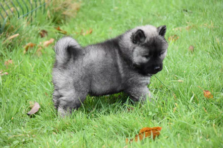 A fluffy gray puppy with a curled tail stands on green grass in this 4K Ultra HD PC desktop wallpaper featuring a dog.