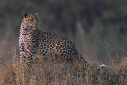 Animal leopard HD Desktop Wallpaper | Background Image