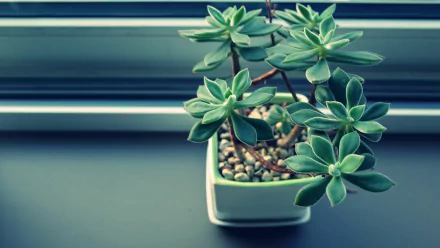 A close-up of a vibrant houseplant in a green pot, showcasing lush green leaves and pebbles, captured in high-definition for an appealing desktop wallpaper.