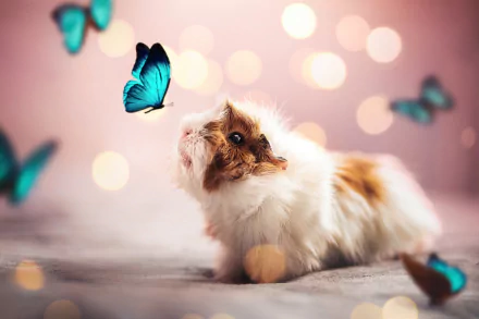 HD PC desktop wallpaper featuring a fluffy guinea pig surrounded by vibrant blue butterflies against a softly blurred pink background.