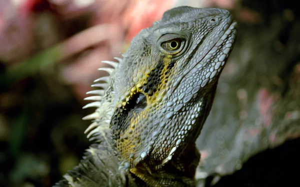  Artistic Water Dragon at Queens Park, Ipswich Queensland, Australia