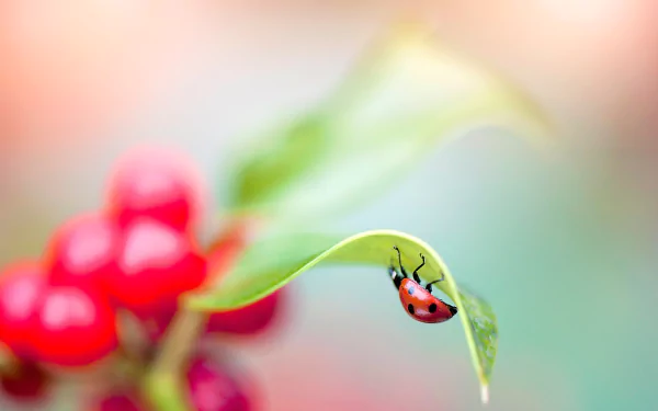 Vibrant HD desktop wallpaper featuring a close-up of a striking red and black ladybug.