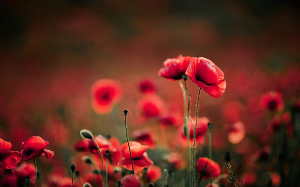 nature poppy HD Desktop Wallpaper | Background Image