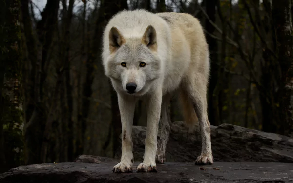 4K Ultra HD PC desktop wallpaper featuring a white wolf standing on rocks in a dark forest setting.