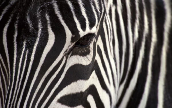 Close-up of a zebra's face showcasing its black and white stripes. This HD desktop wallpaper and background highlights the intricate patterns and details of the zebra's distinctive markings.