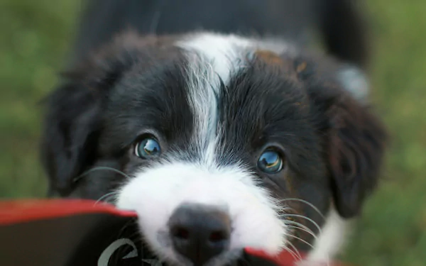 A cute puppy on a high definition desktop wallpaper and background.