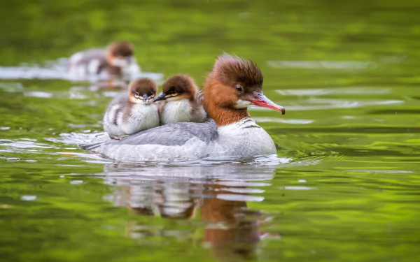  Female Common Merganser (mergus merganser) with ducklings