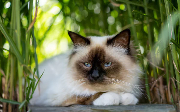 Beautiful Ragdoll Cat - 4K Ultra HD Wallpaper by QuantumCurator