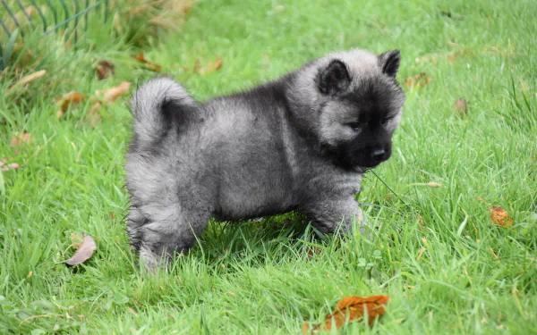 A fluffy gray puppy with a curled tail stands on green grass in this 4K Ultra HD PC desktop wallpaper featuring a dog.