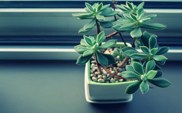 A close-up of a vibrant houseplant in a green pot, showcasing lush green leaves and pebbles, captured in high-definition for an appealing desktop wallpaper.
