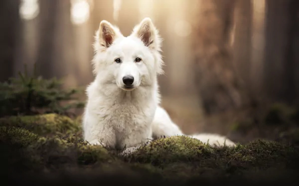 Animal swiss shepherd HD Desktop Wallpaper | Background Image