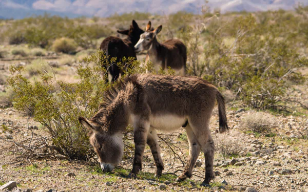 Animal donkey HD Desktop Wallpaper | Background Image