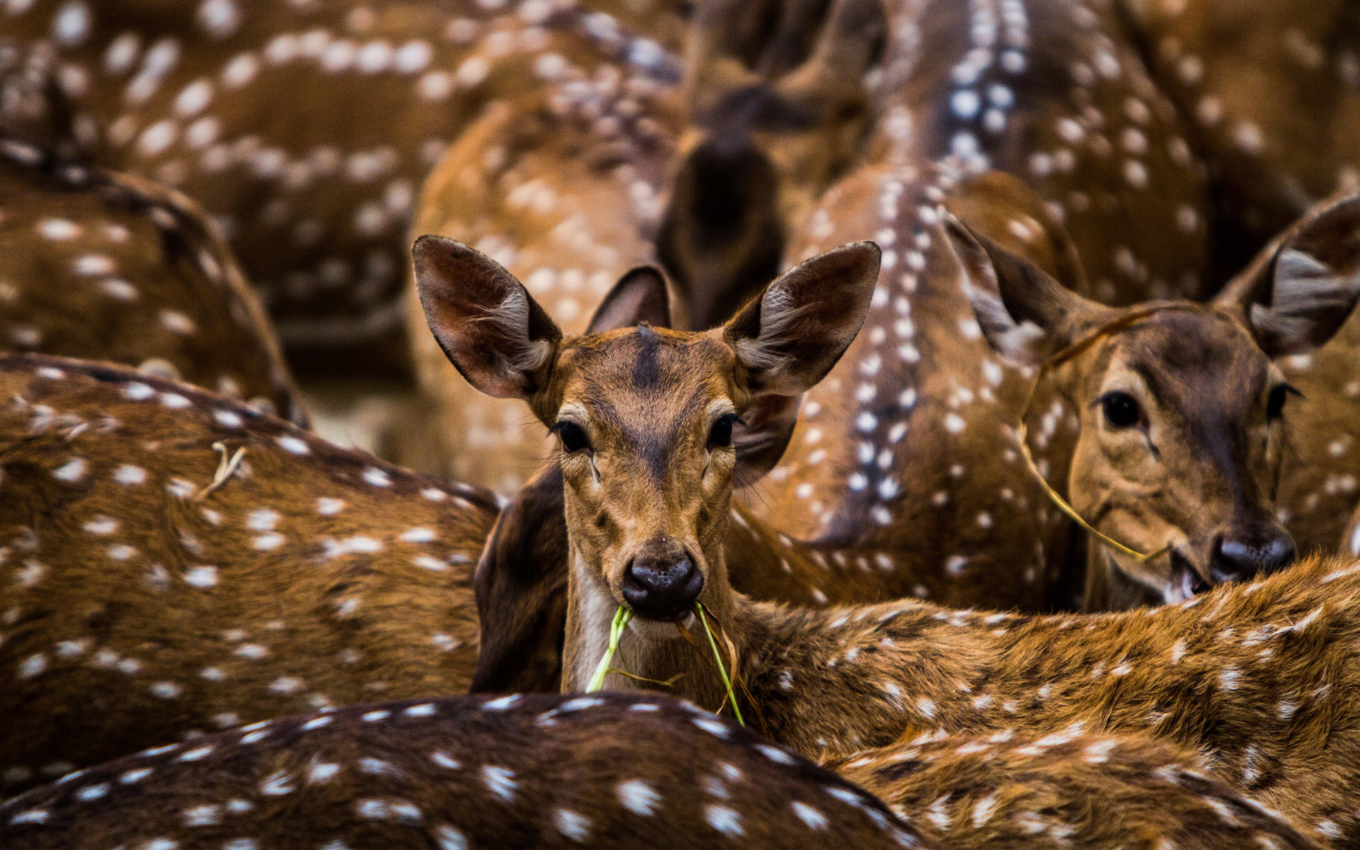 Animal Deer HD Wallpaper | Background Image