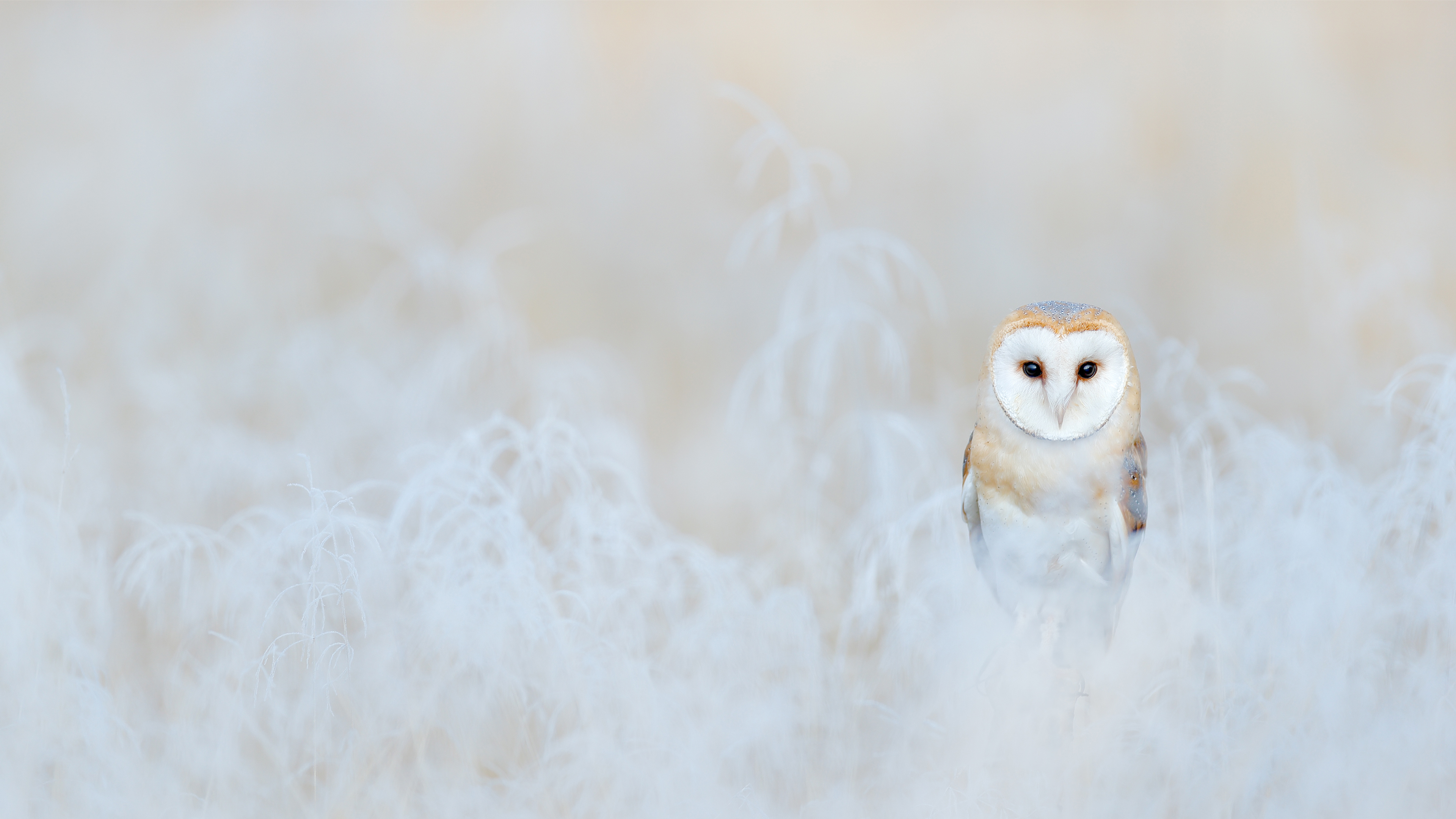100 Barn Owl Pictures  Wallpaperscom