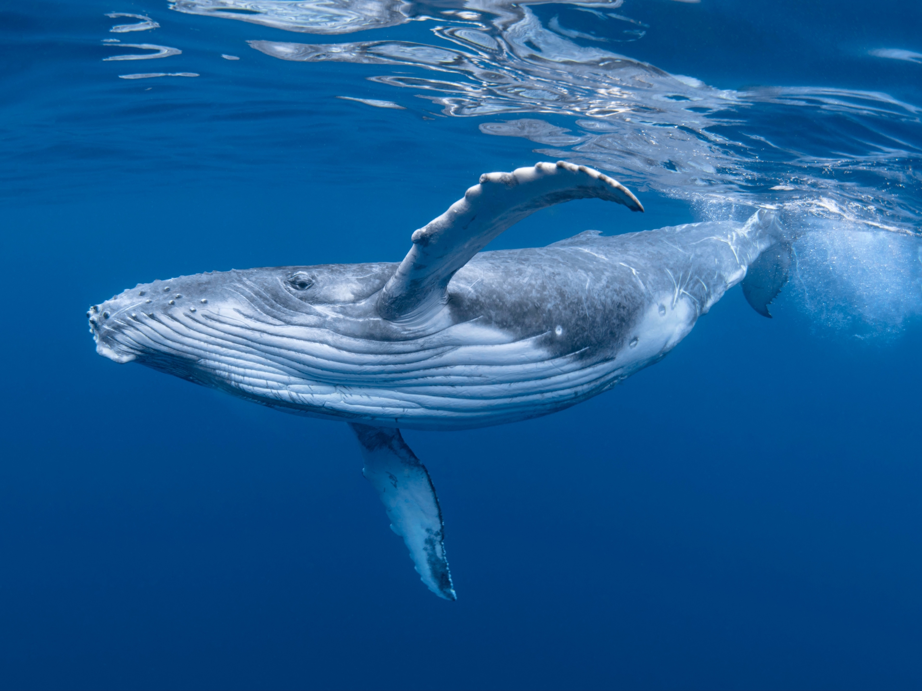   Ocean wallpaper Whale Ocean animals