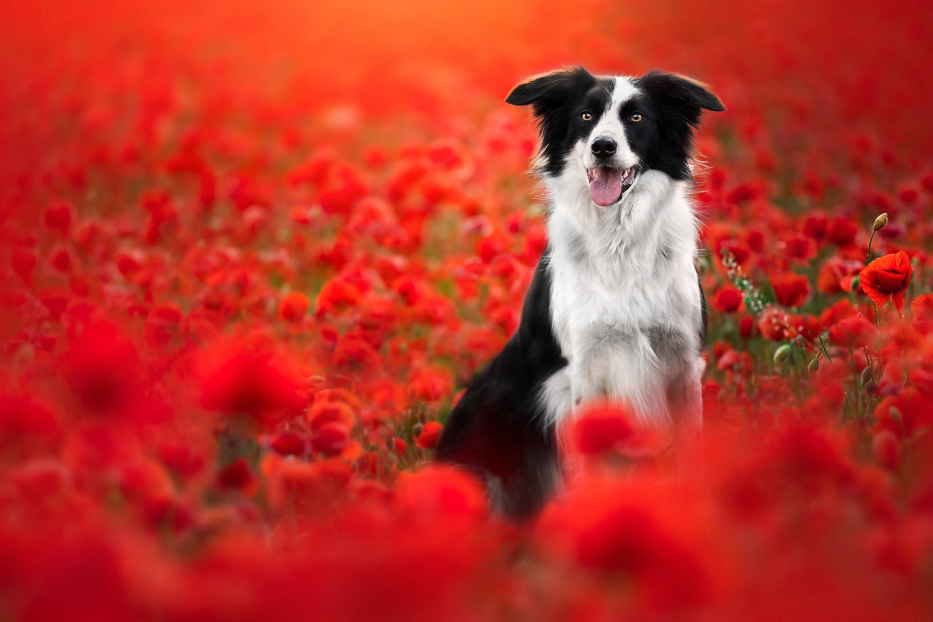 Download Poppy Animal Border Collie Hd Wallpaper