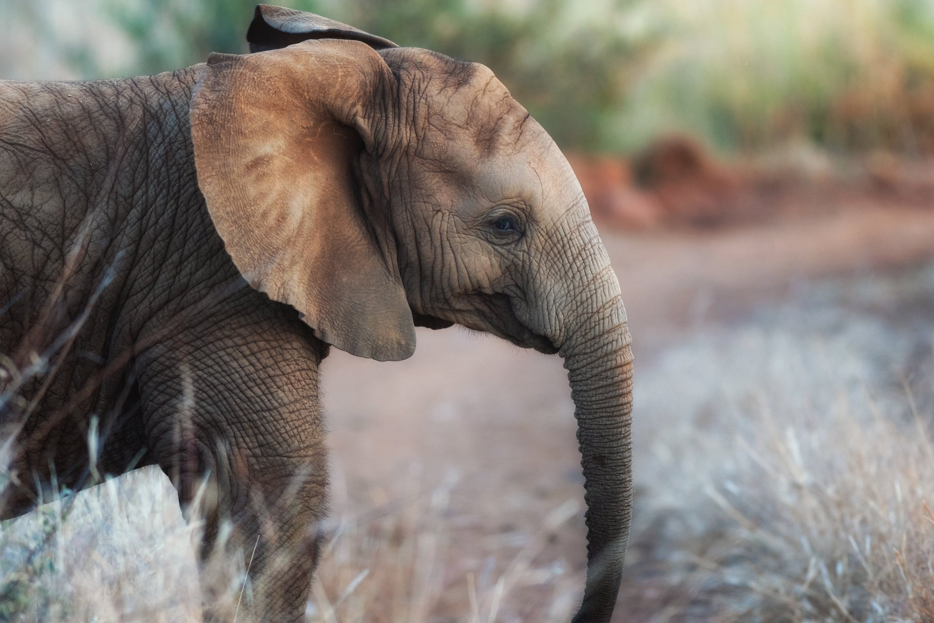 Download Animal Elephant HD Wallpaper
