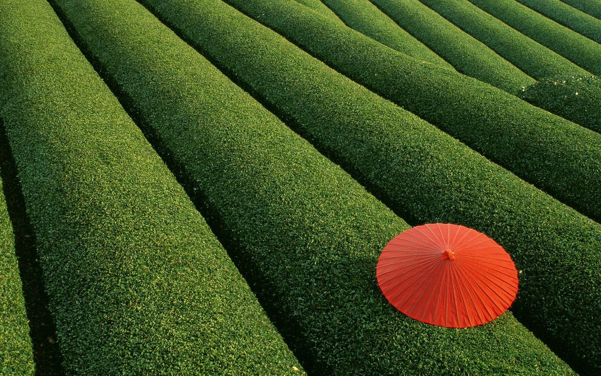 Art Photography Wallpaper