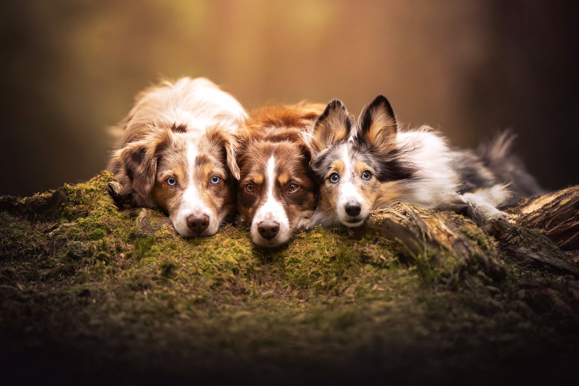 Download Animal Dog 4k Ultra HD Wallpaper