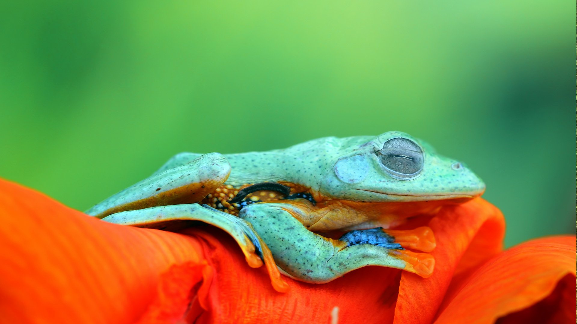 Download Animal Frog HD Wallpaper