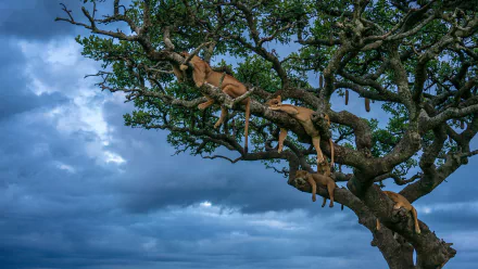  A napping pride of Lionesses, Serengeti National Park, Tanzania