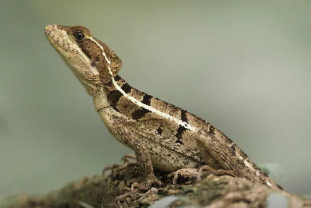 HD PC desktop wallpaper: side profile of a brown basilisk lizard (animal) perched on a mossy rock against a soft, blurred green background.