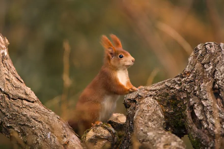Animal squirrel HD Desktop Wallpaper | Background Image
