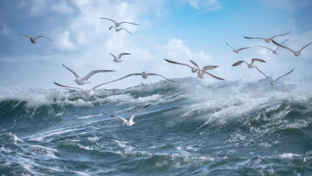 Animal seagull HD Desktop Wallpaper | Background Image