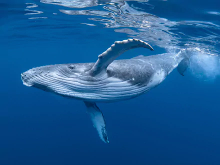 Animal whale HD Desktop Wallpaper | Background Image