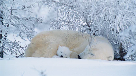  Polar bears asleep in Canada by David Pike