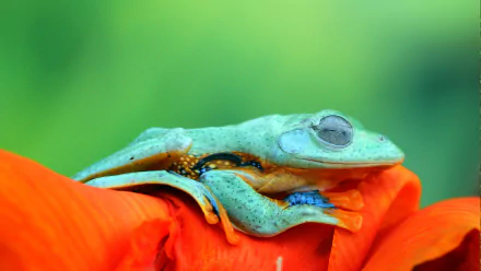  Javan tree frog - Green with envy?