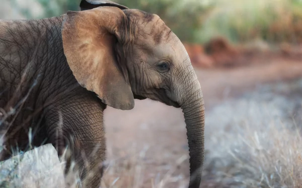 Animal elephant HD Desktop Wallpaper | Background Image