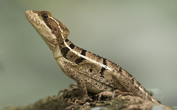 Animal Basilisk Reptiles HD Wallpaper | Background Image