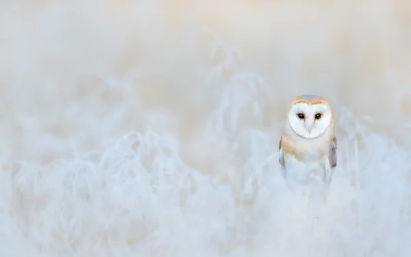  Barn Owl - Winter in England by Ondrej Prosicky