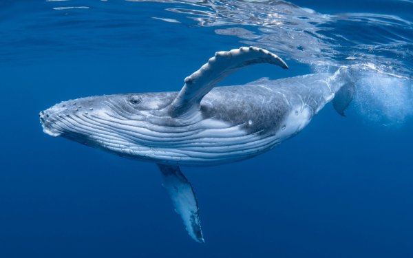 Animal Whale HD Wallpaper | Background Image