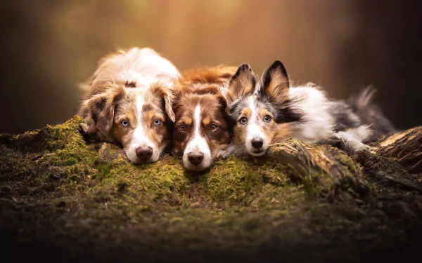 Animal dog HD Desktop Wallpaper | Background Image