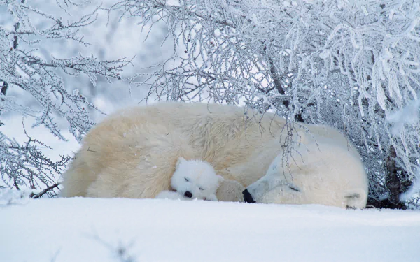 Majestic polar bear in its natural habitat on an HD desktop wallpaper.