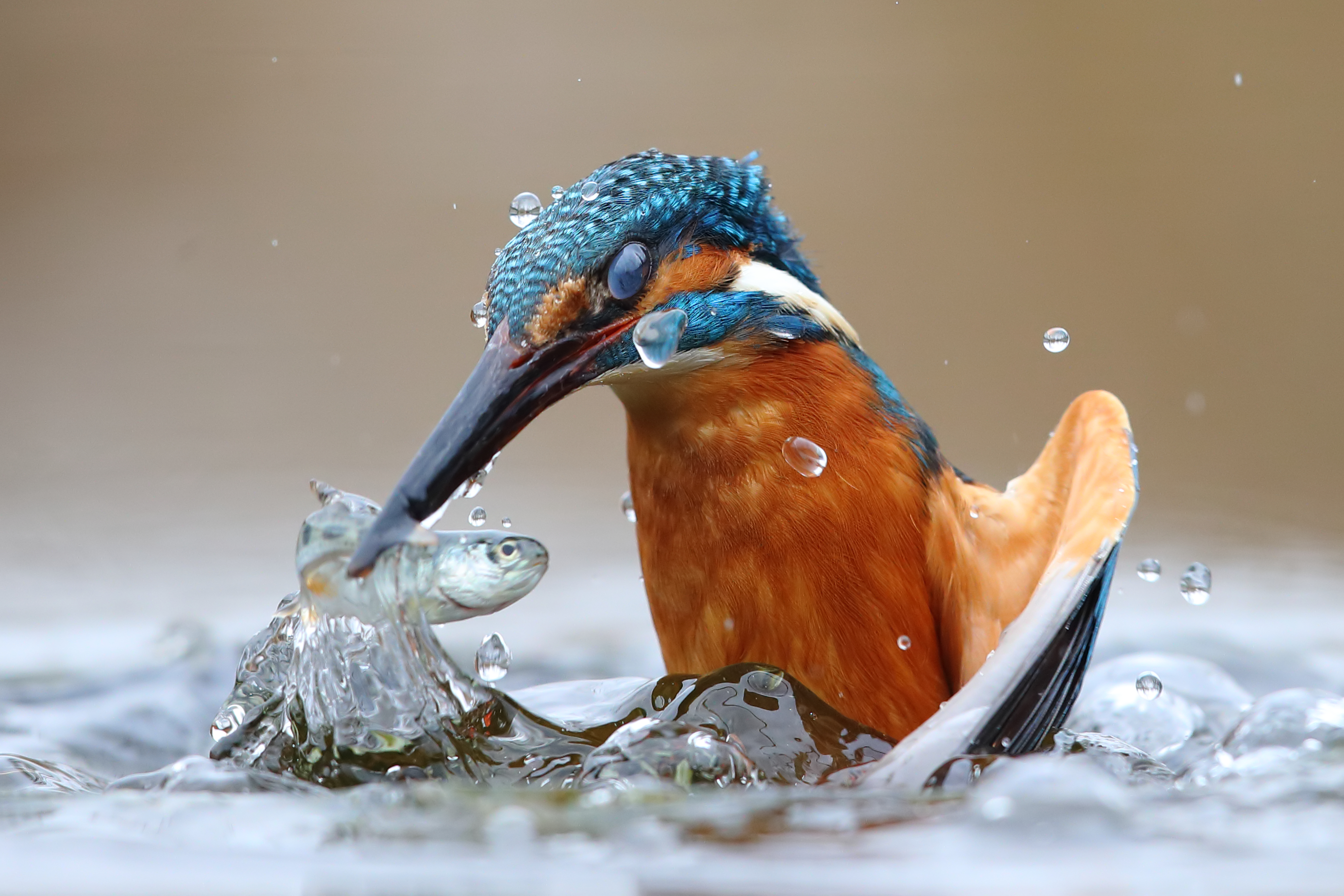 A common kingfisher (Alcedo atthis) hunting in water by Luca Casale