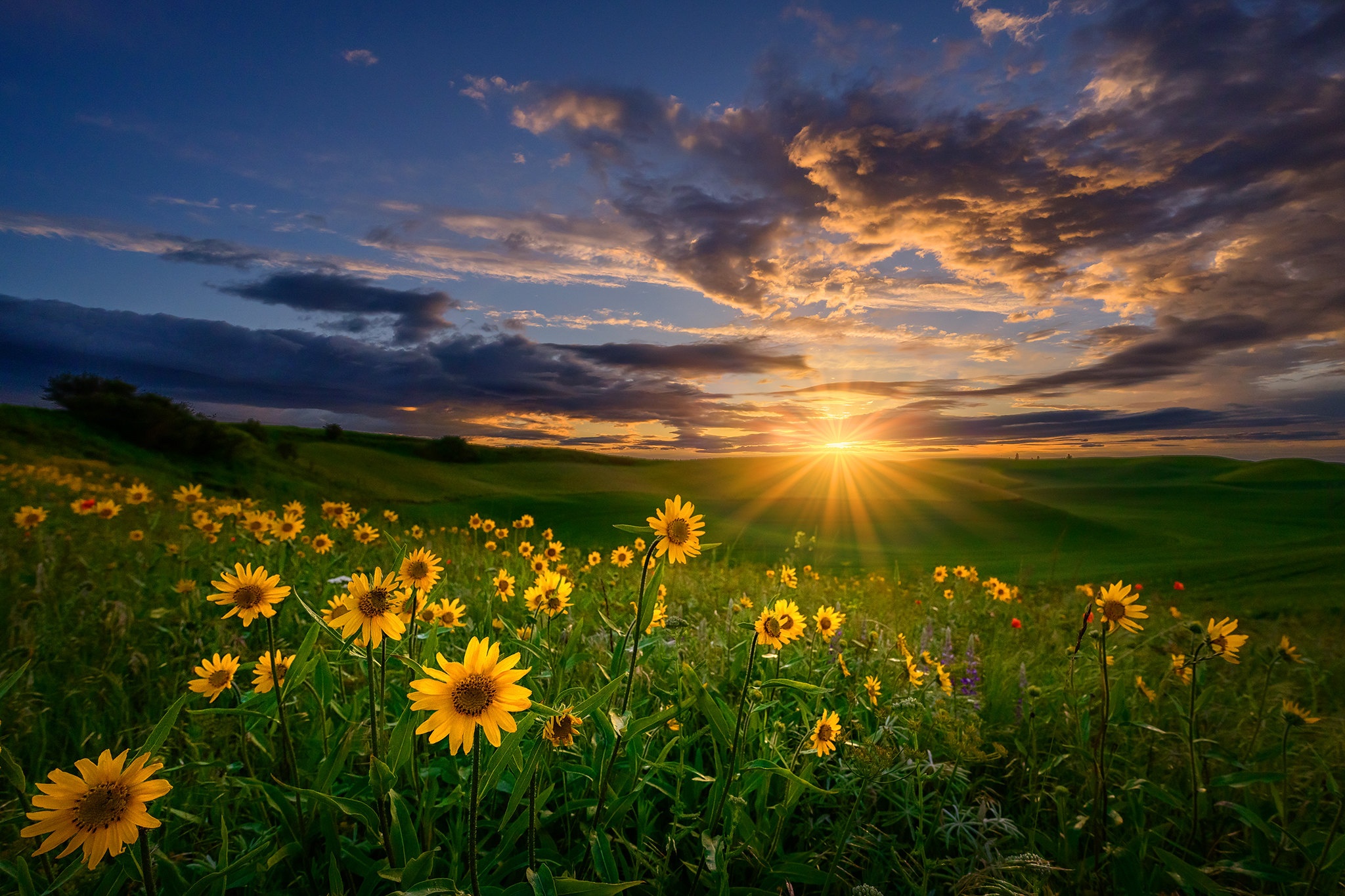 Golden Horizon HD Sunset