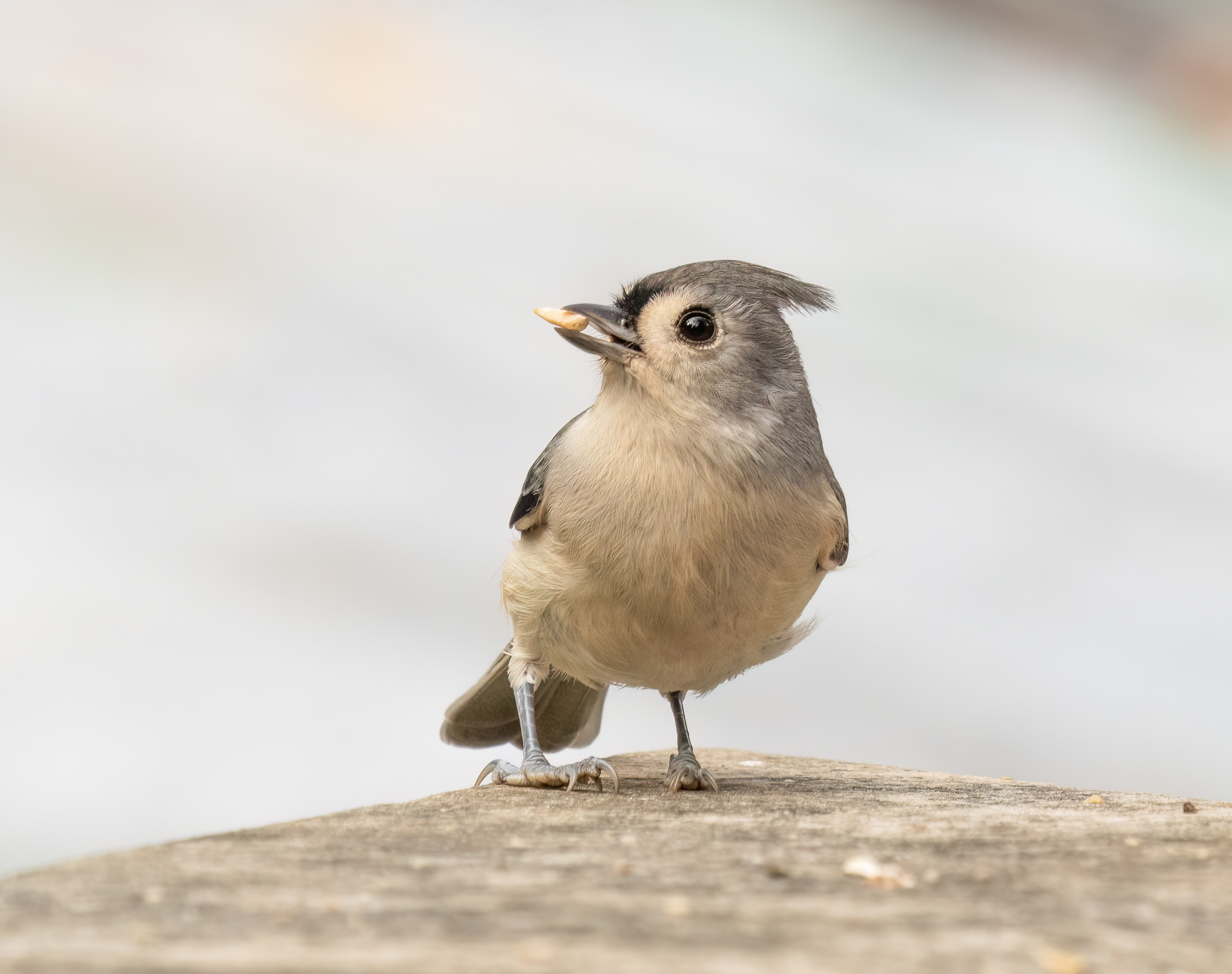 Tufted titmouse (Baeolophus bicolor) in Prospect Park, Brooklyn, NY USA by Rhododendrites