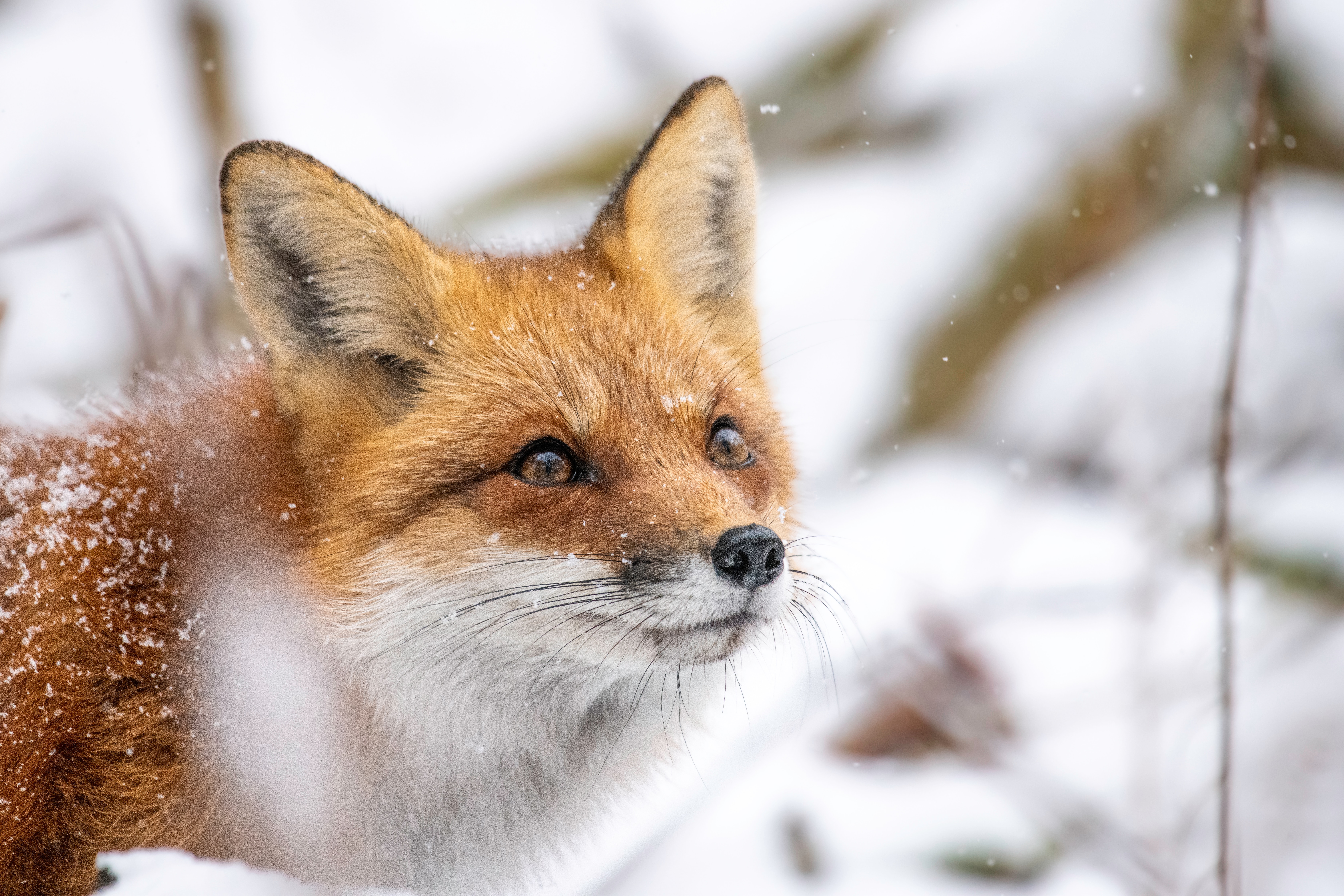 30 Red Fox HD Wallpapers und Hintergründe