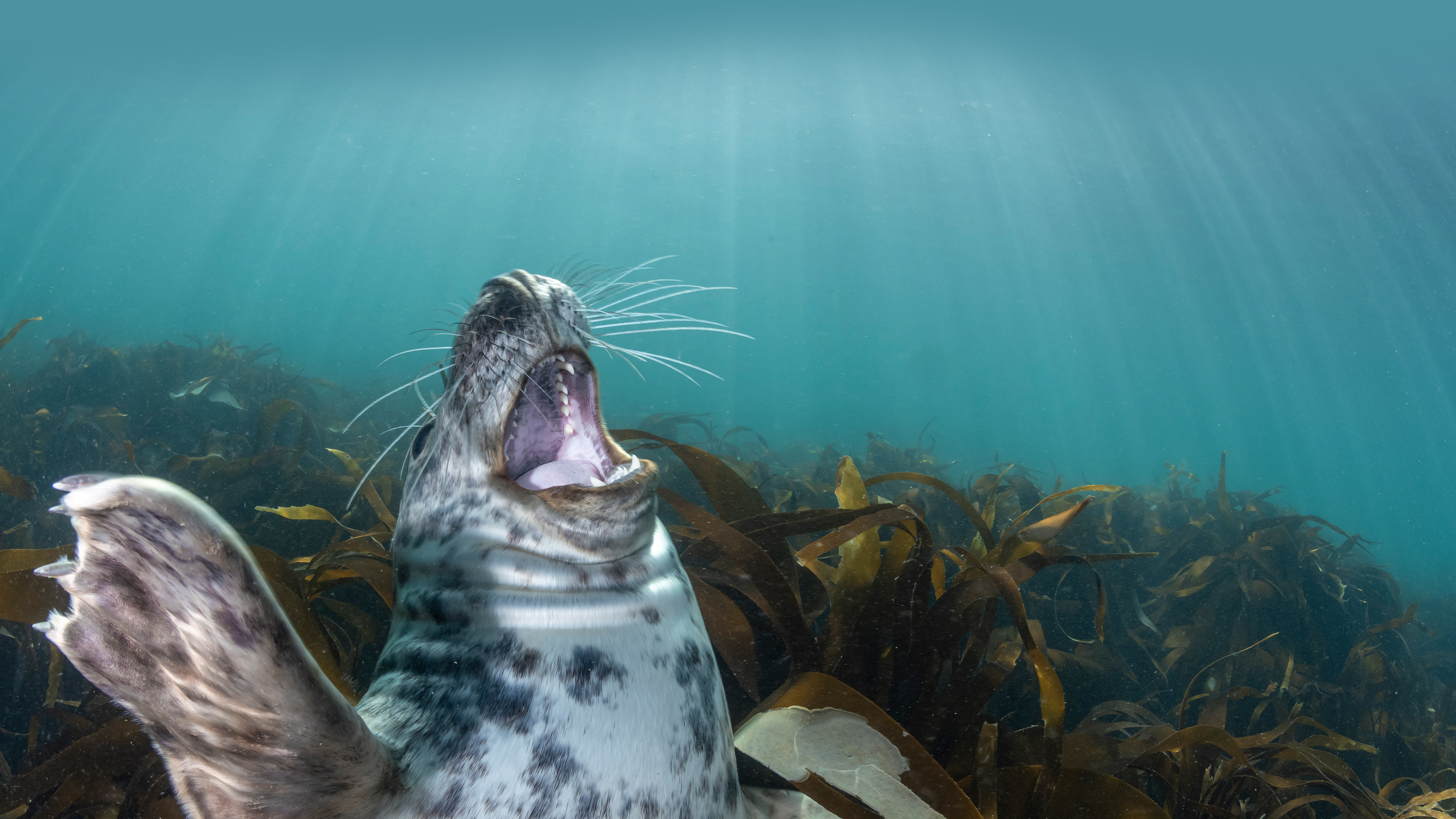 Gray seal pup, Lundy Island, England by Henley Spiers