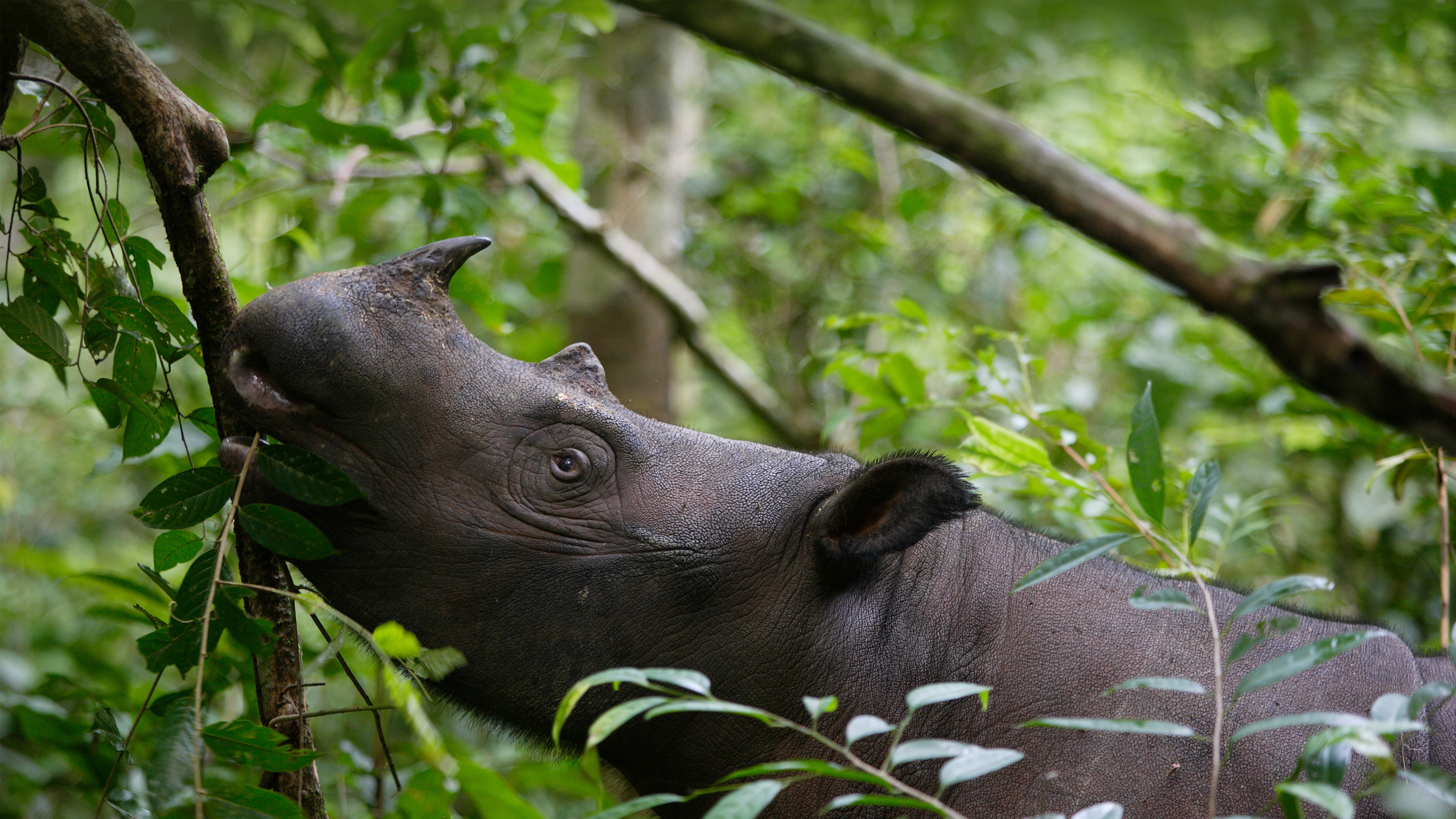 Sumatran rhinoceros, Way Kambas National Park, Indonesia by Cyril Ruoso