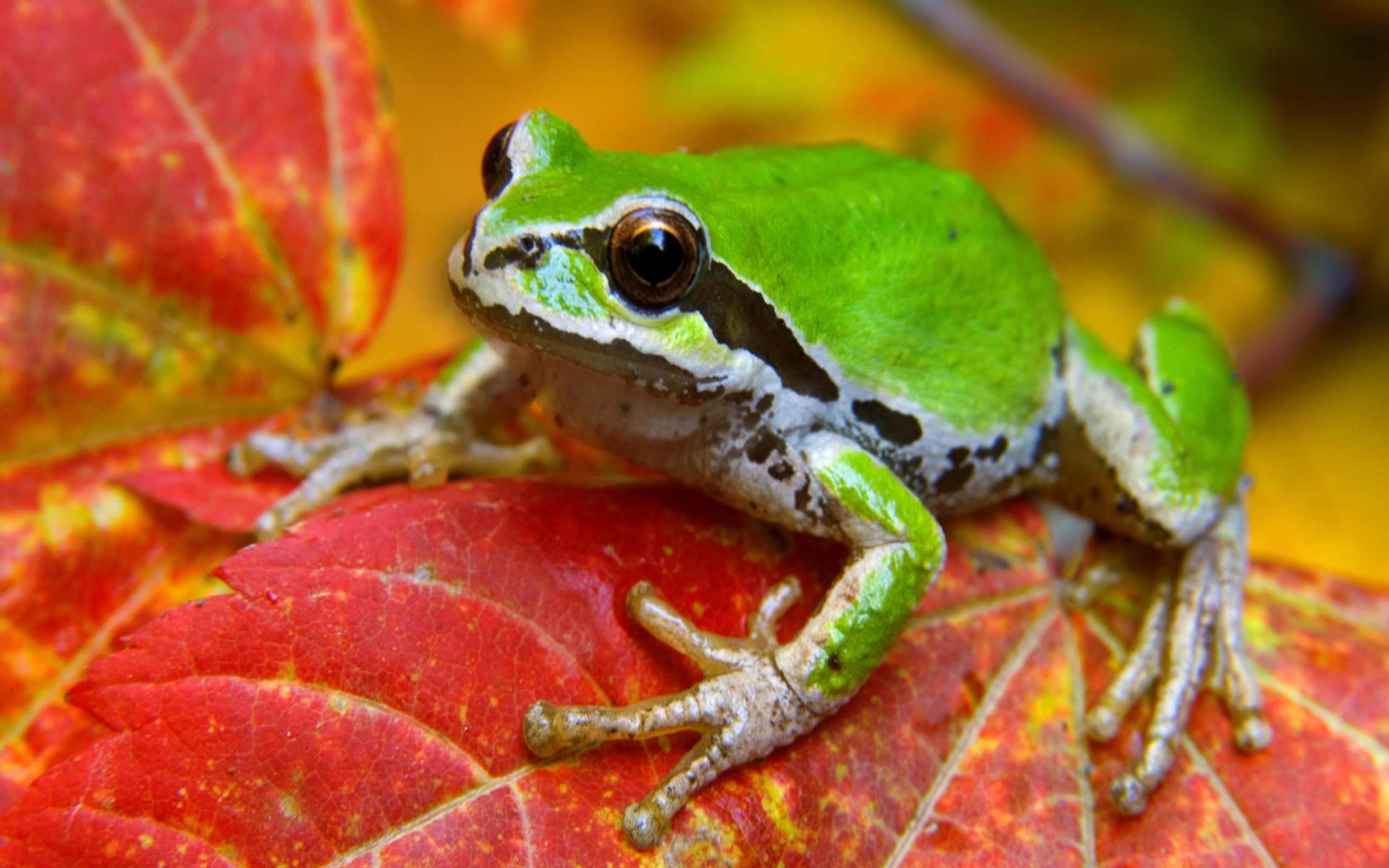 Frog on a colorful autumn leaf in Olympic National Park, Washington by Don Paulson.