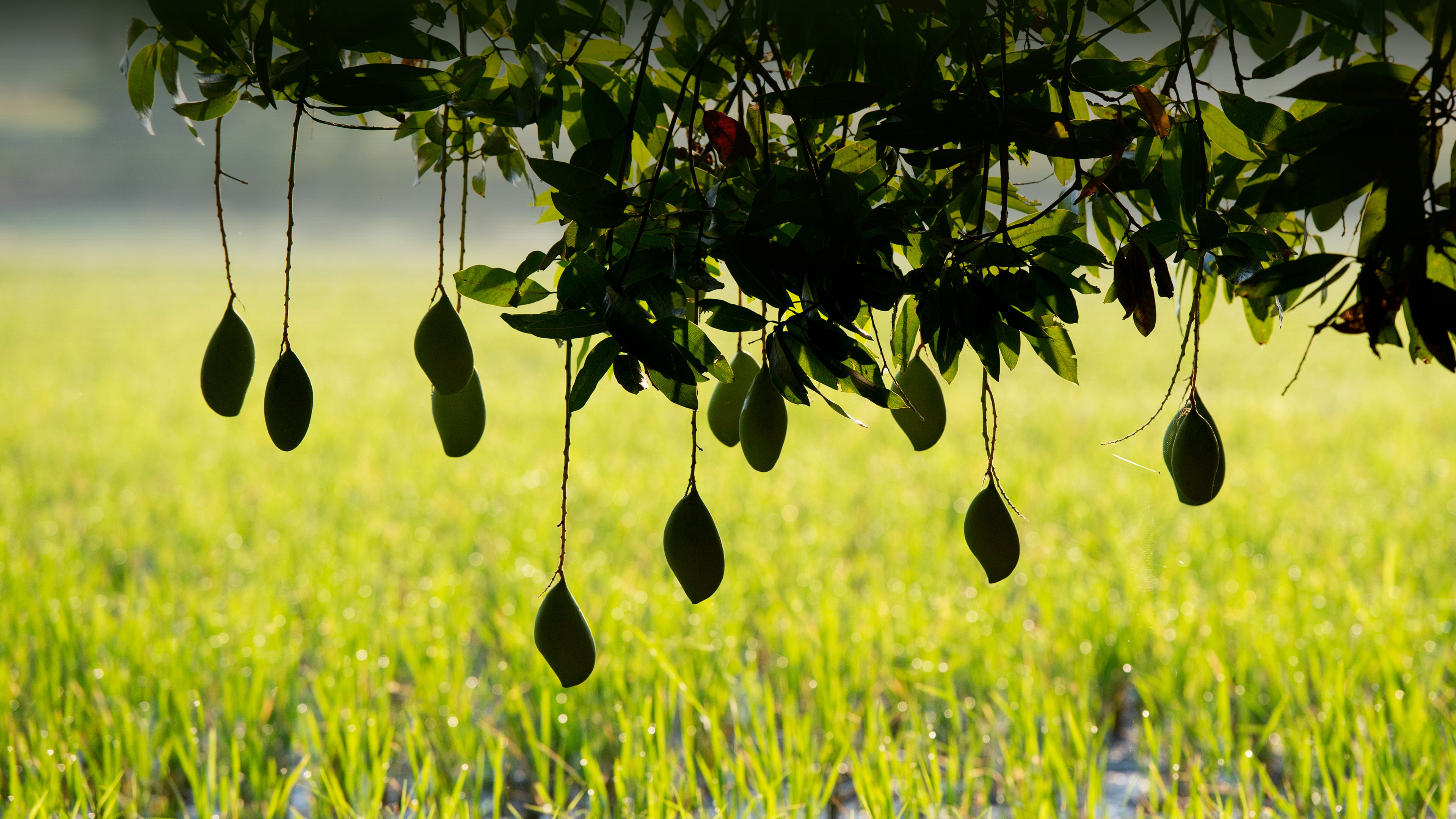 Ripening mangoes on a tree, India by Tim Gainey
